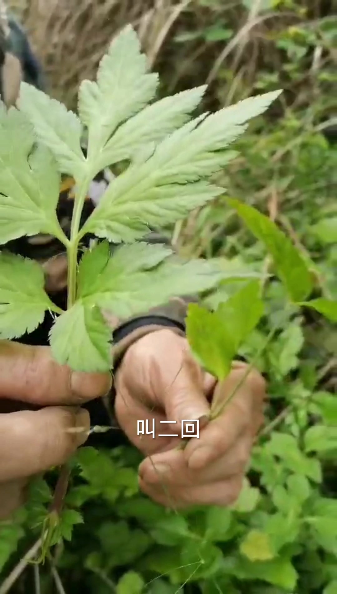 罗浮山自在百草园018白苞蒿#岭南药用植物园#鸭脚艾