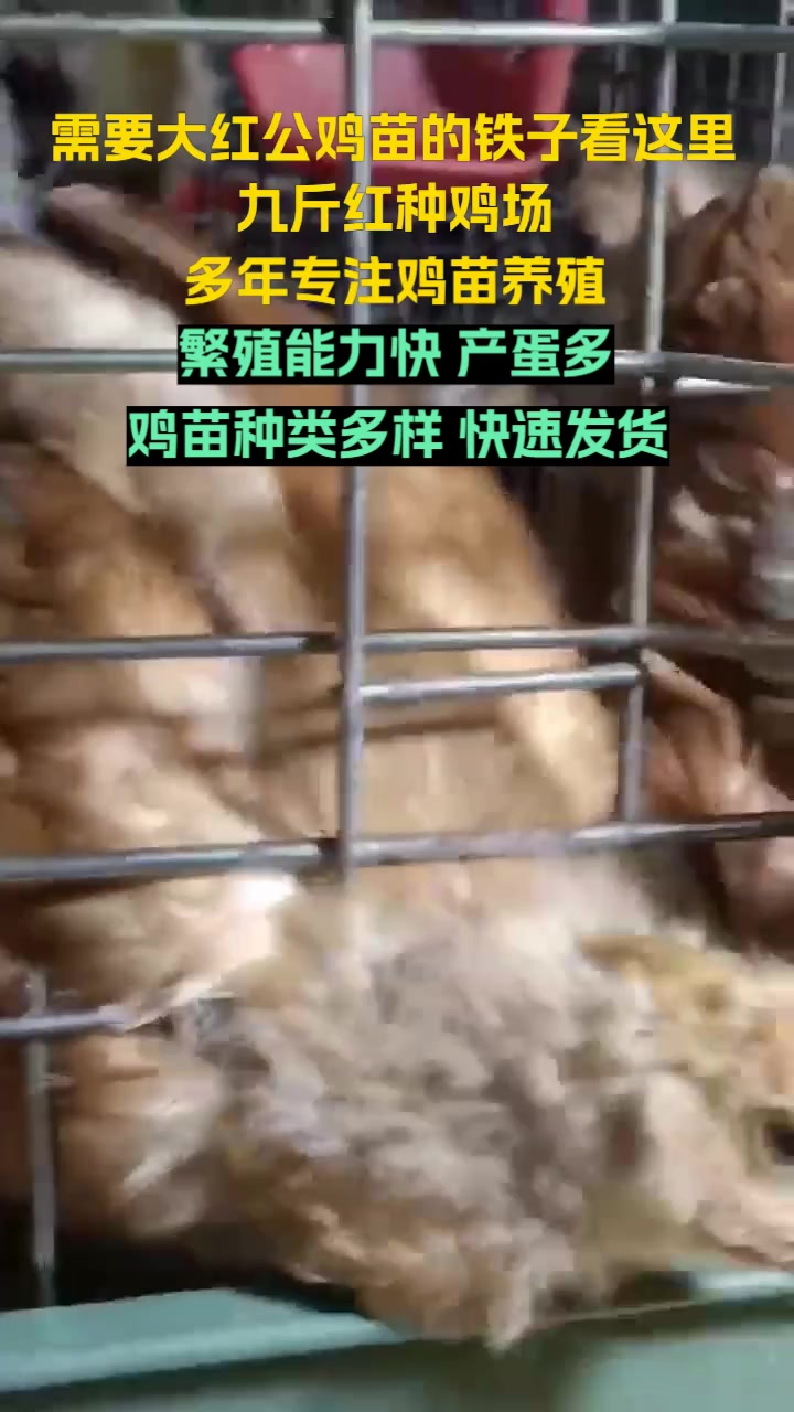 九斤红种鸡场,大红公鸡苗的繁育专家。专业培育,品质保障,红玉