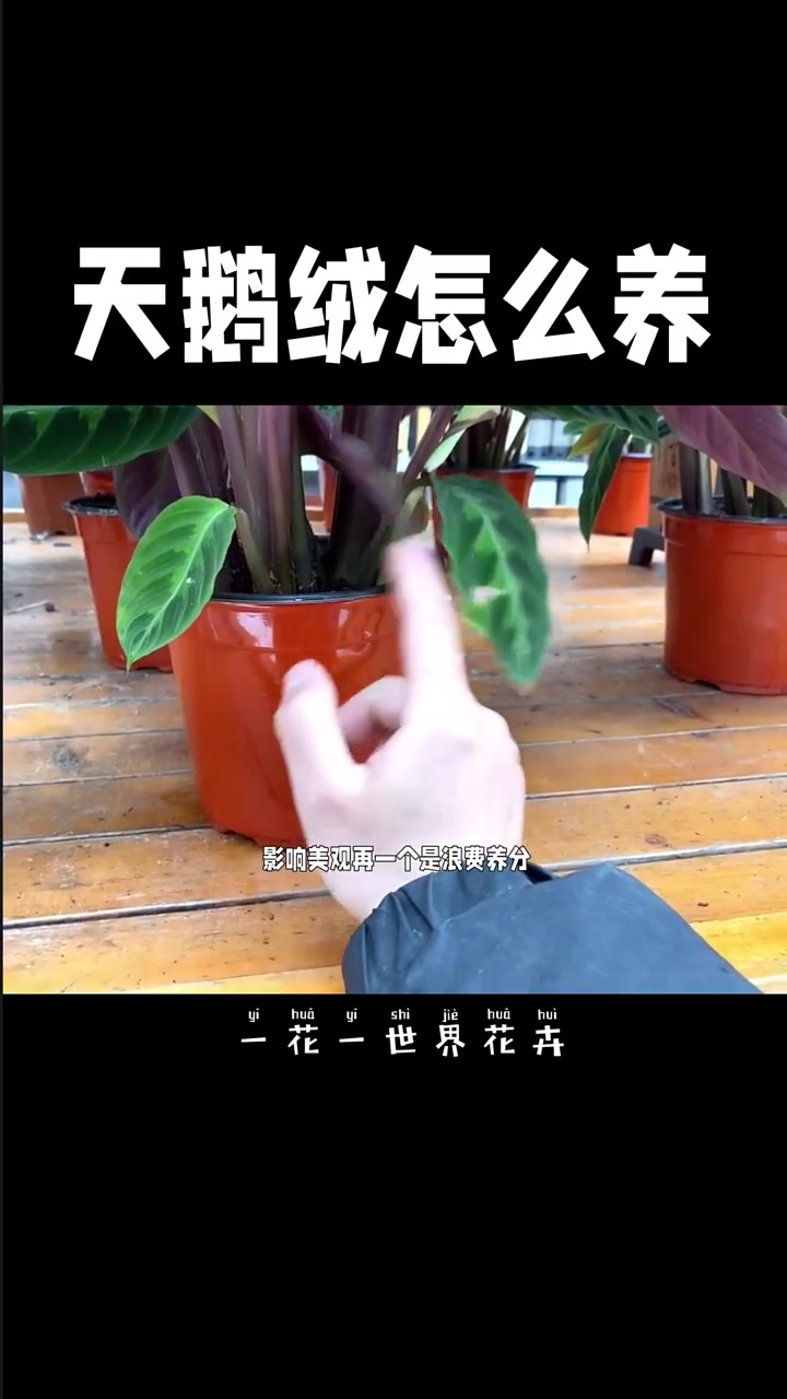 竹芋科类 天鹅绒花怎么去养好它