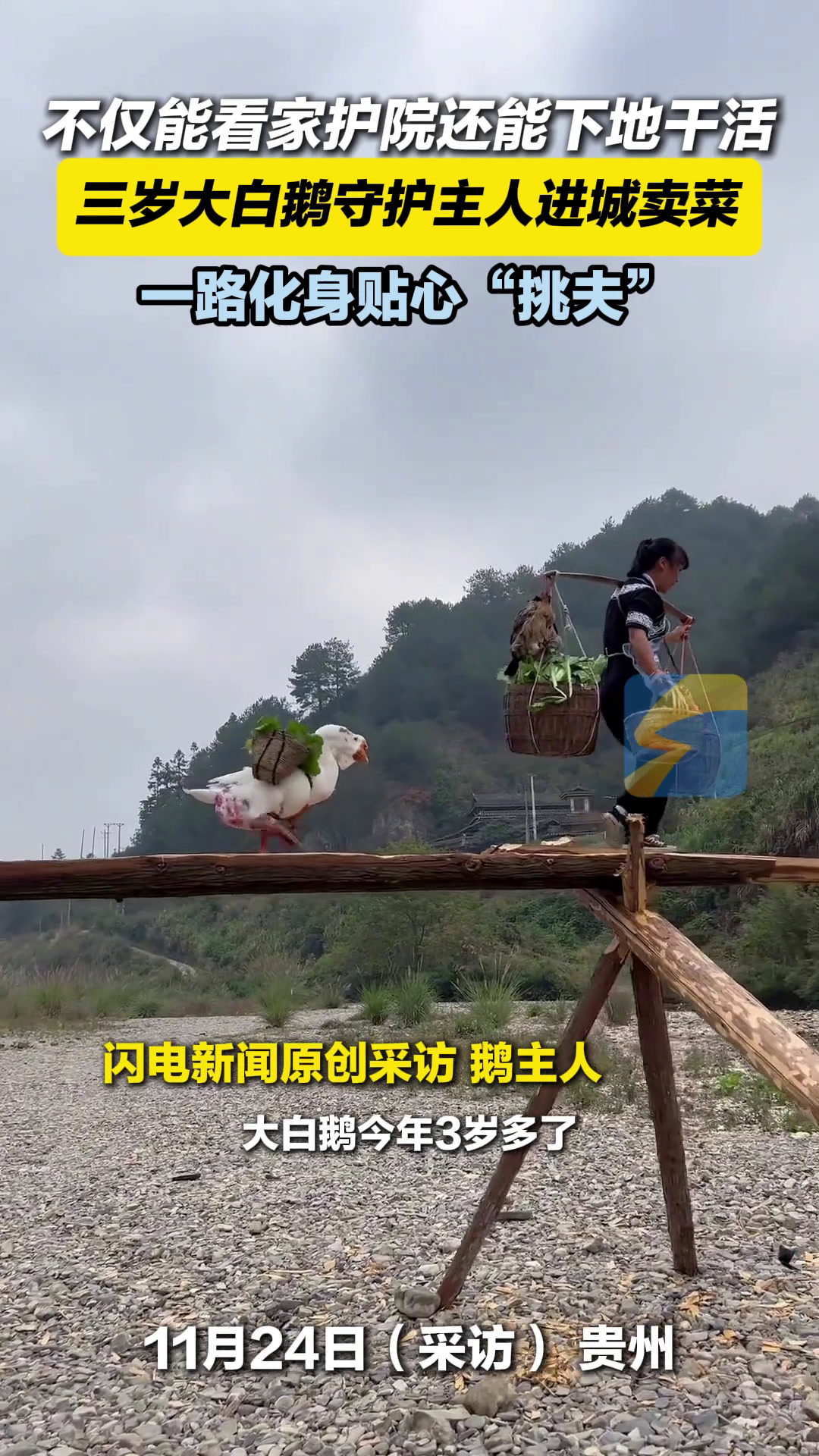 三岁大白鹅守护主人进城卖菜 一路化身贴心“挑夫”