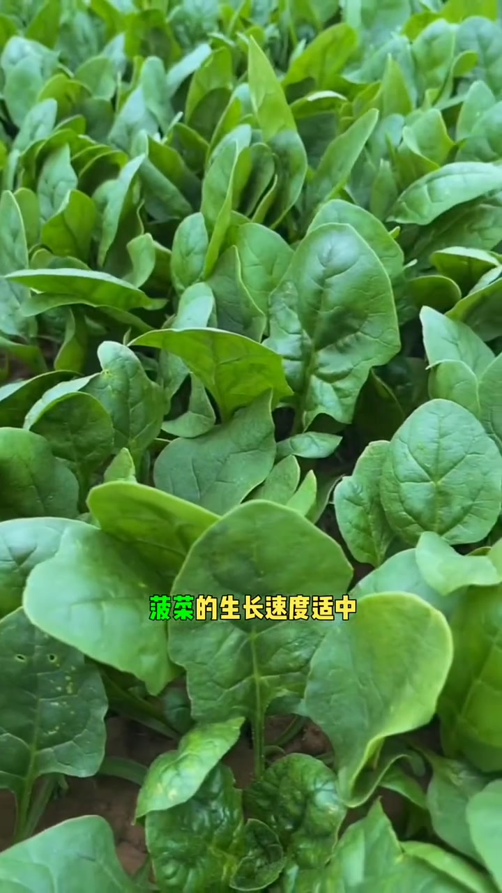 菠菜种植最适合的温度
