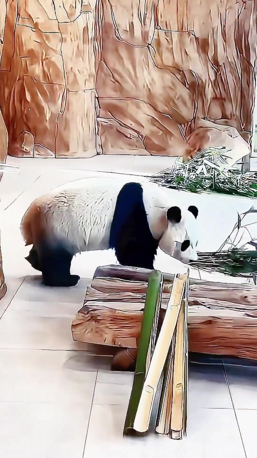 大熊猫发情期非常时间短,平均约为3天,在发情期间,雌性大熊猫会发出类似羊叫的声音