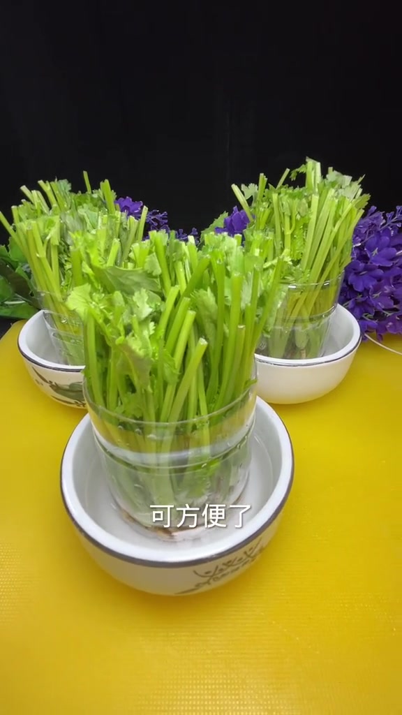 水培香菜,在冬天也能吃到新鲜的湘菜