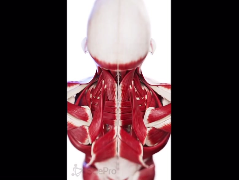 医学3D动画——颈部与上背部肌肉