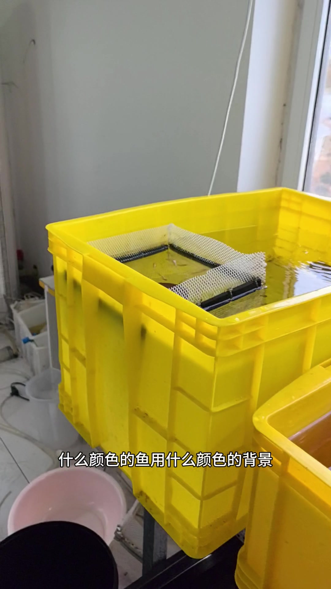 资深孔雀鱼玩家们。你们的孔雀鱼长什么样