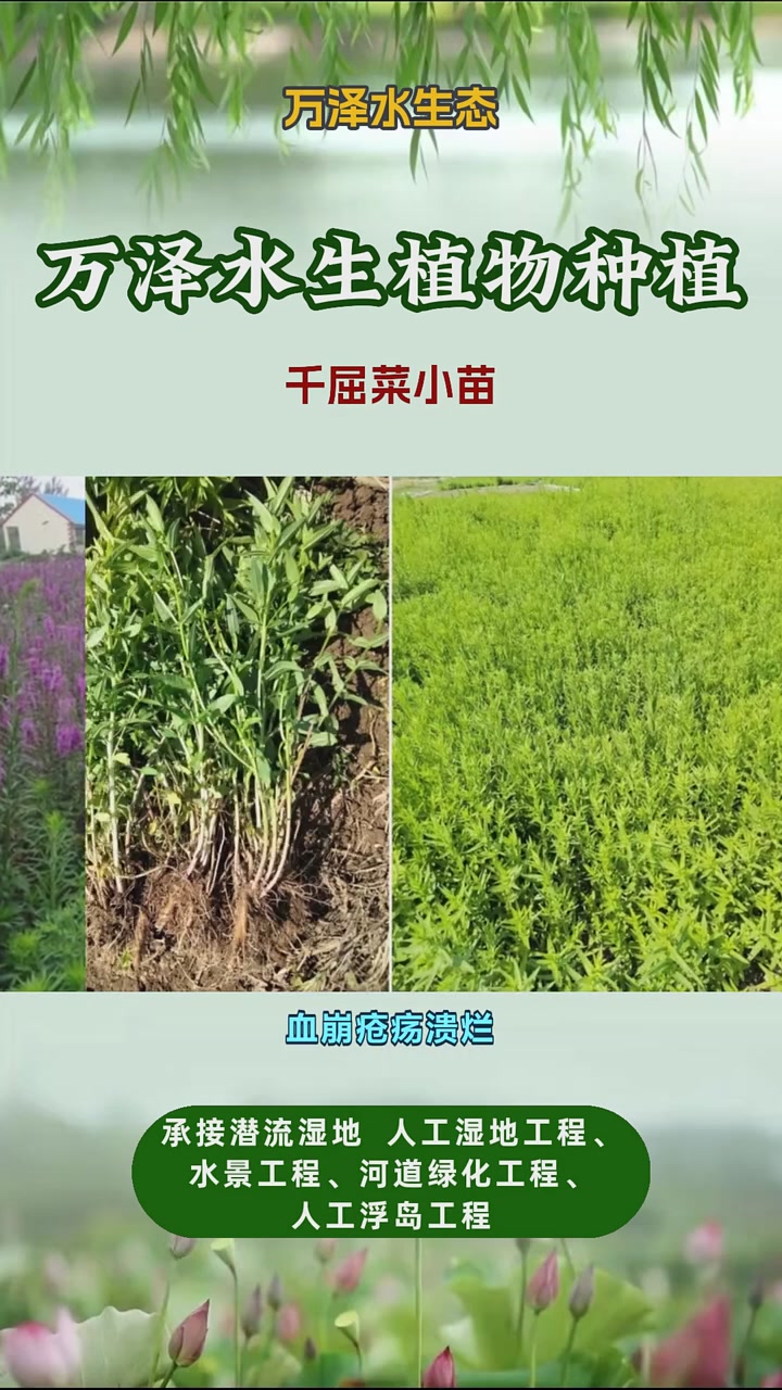 千屈菜报价