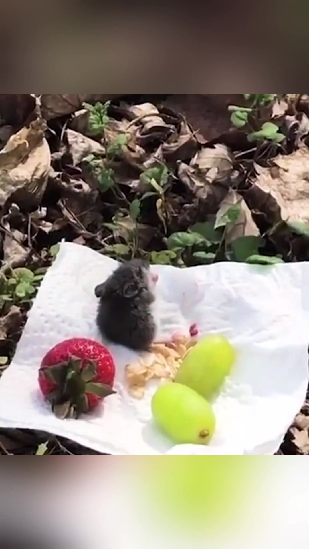 这样动物比你印象中还要可爱的多,看完心都萌化了