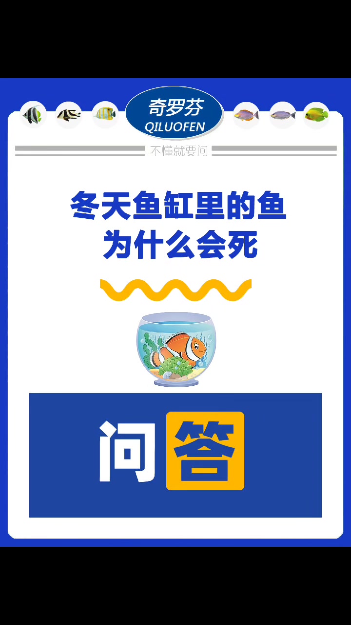 冬天鱼缸里的鱼为什么会死