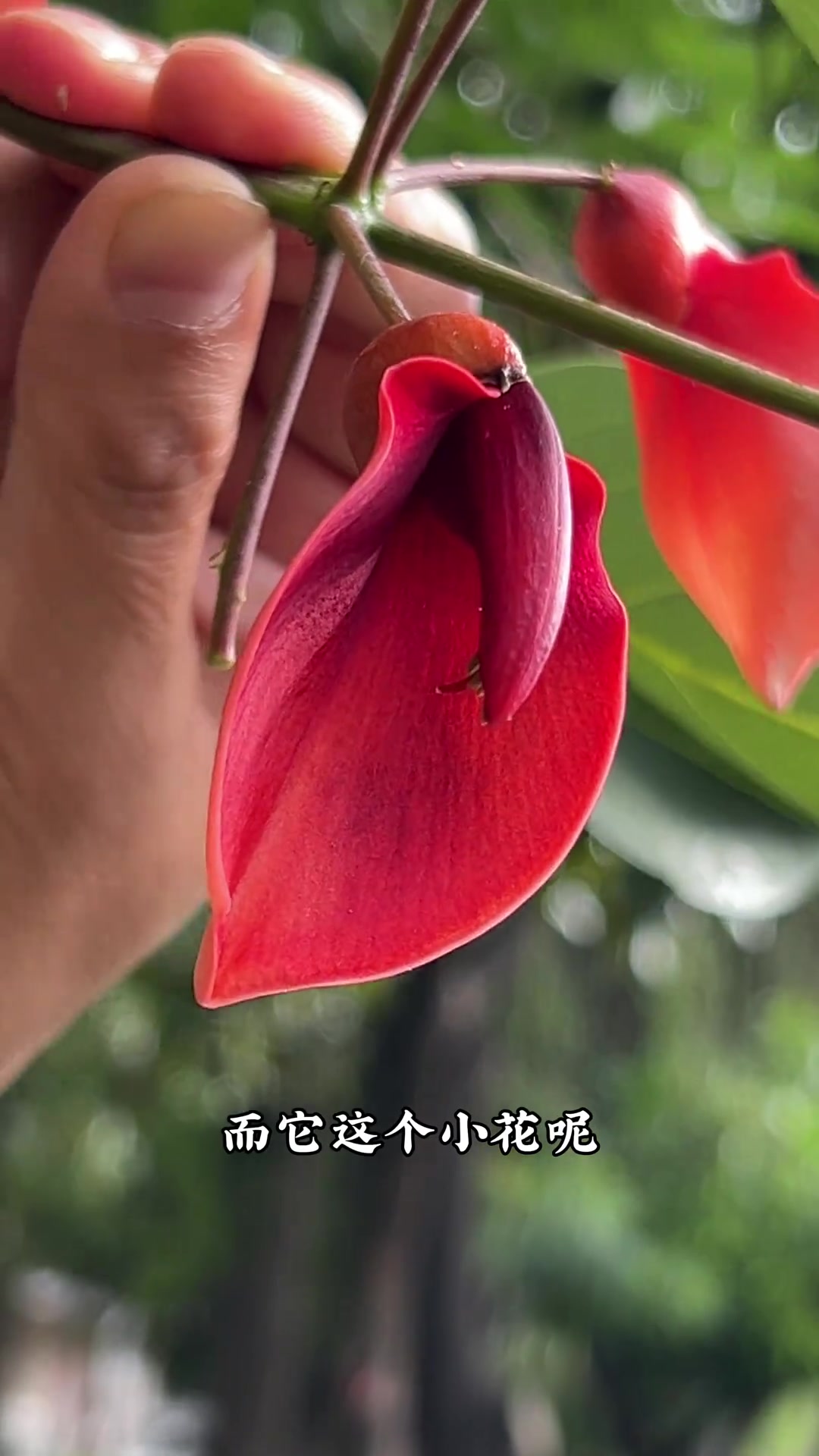 树上挂着豆角,花似鸡冠,它就是鸡冠刺桐