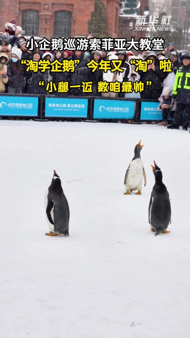 秀我中国|“淘学企鹅”今年又“淘”啦!