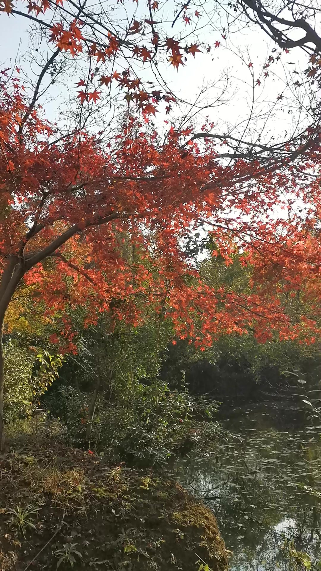 自然斜飘的鸡爪槭