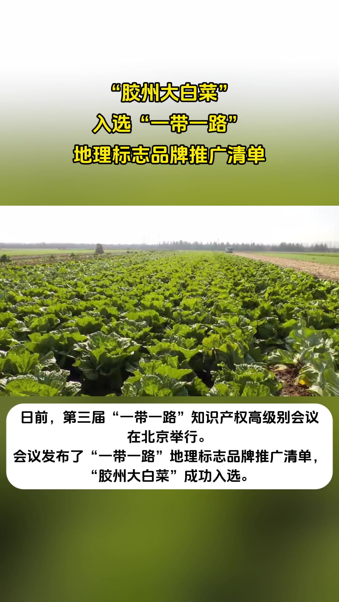 果然视频|“胶州大白菜”入选“一带一路”地理标志品牌推广清单