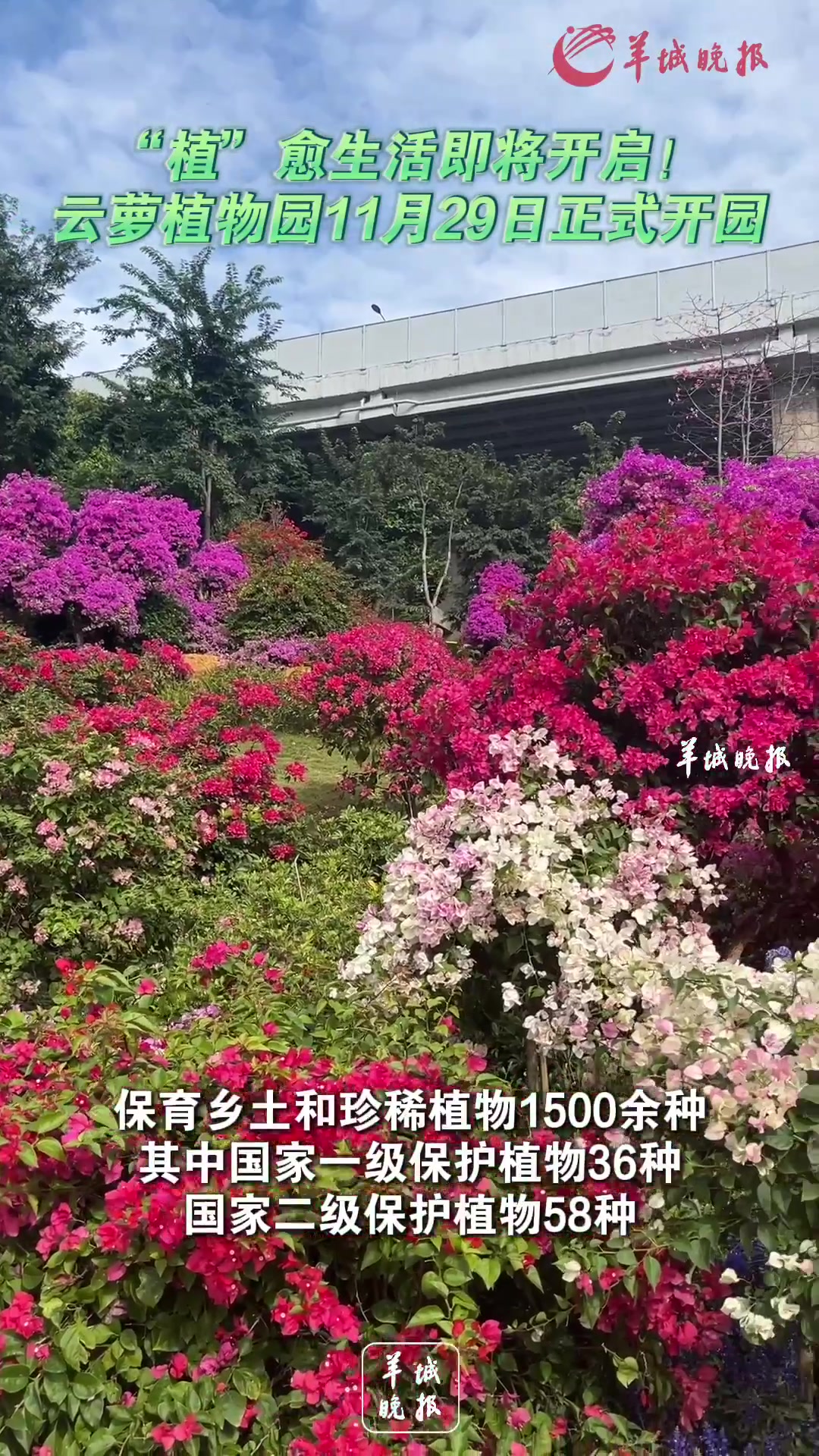 视频|“植”愈生活即将开启!云萝植物园11月29日正式开园