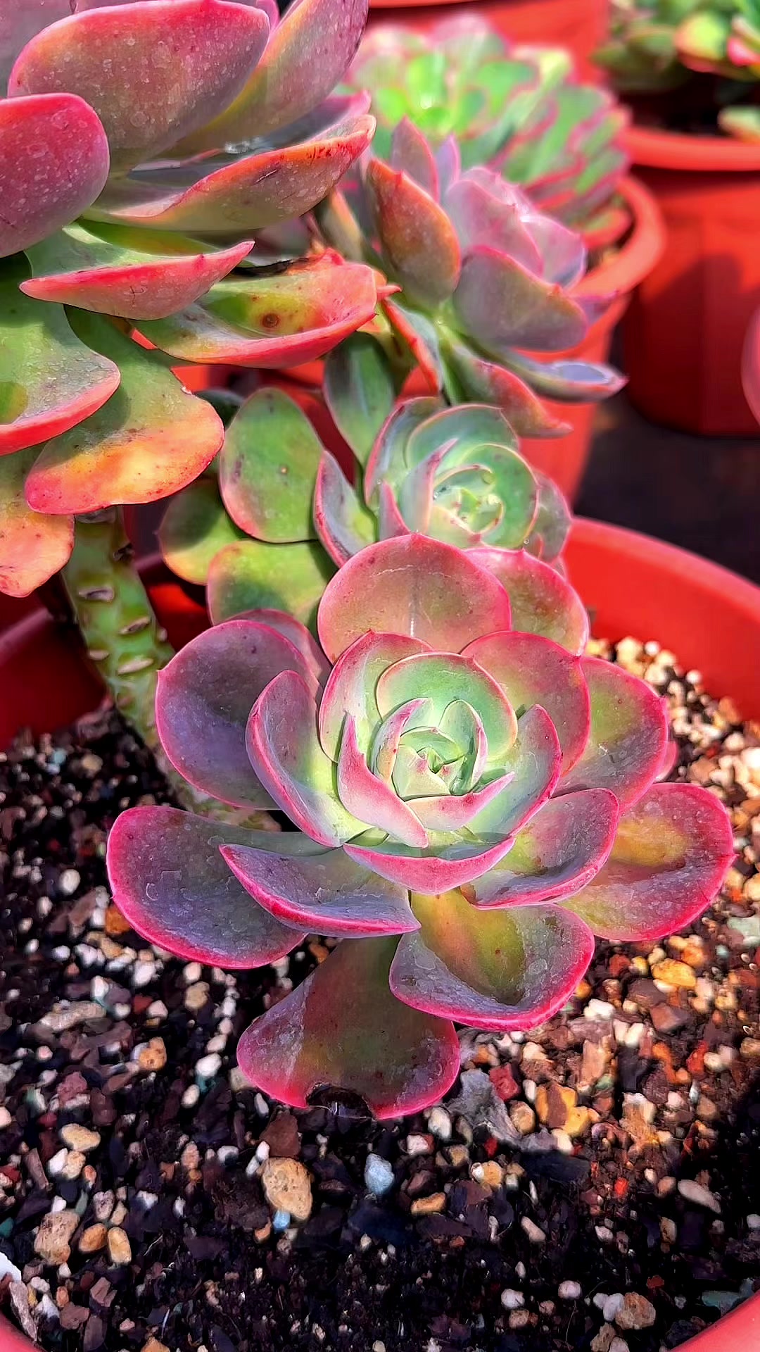 提高庭院别墅花园装修多肉植物