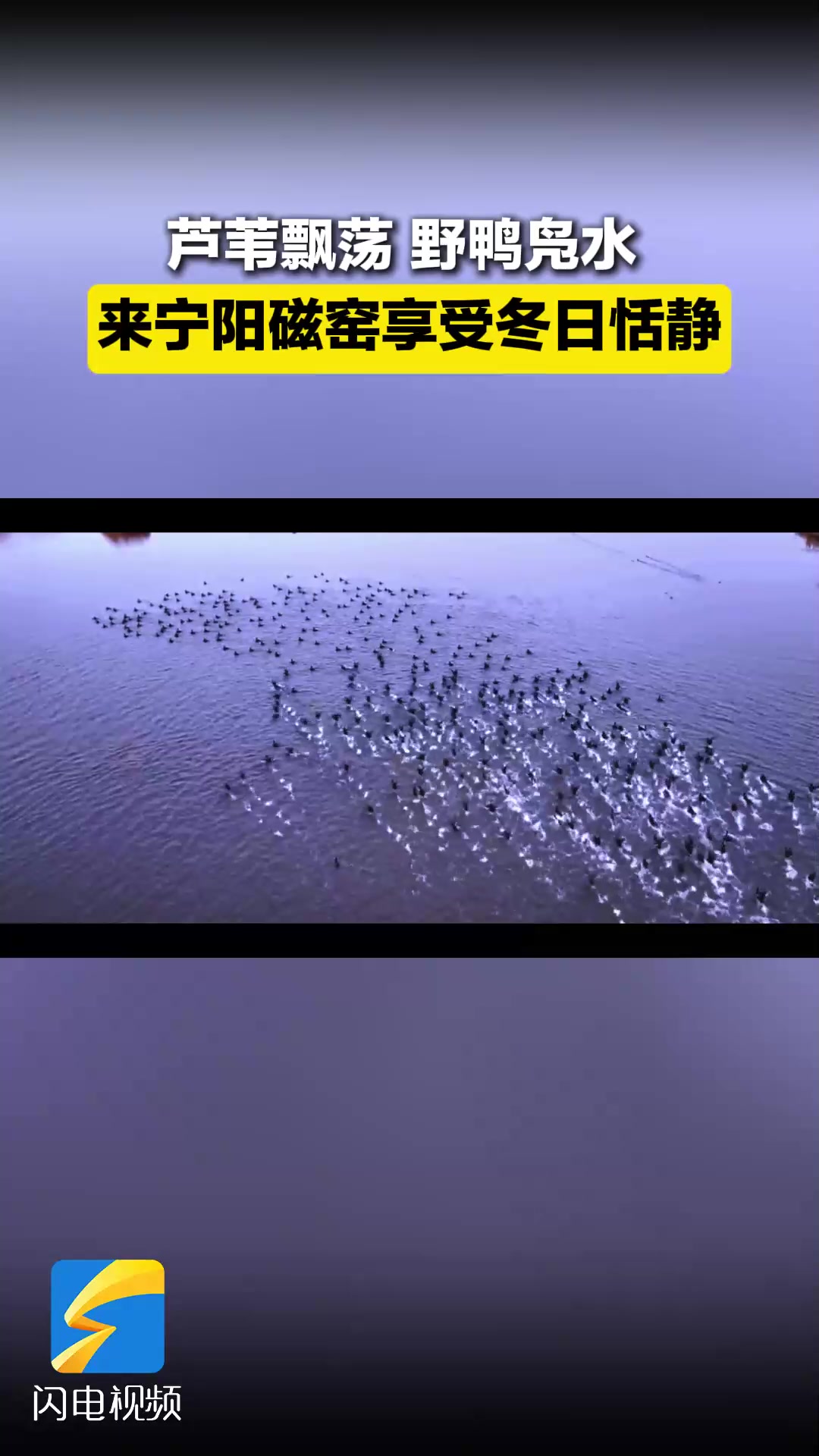 芦苇飘荡野鸭凫水 来宁阳磁窑享受冬日恬静