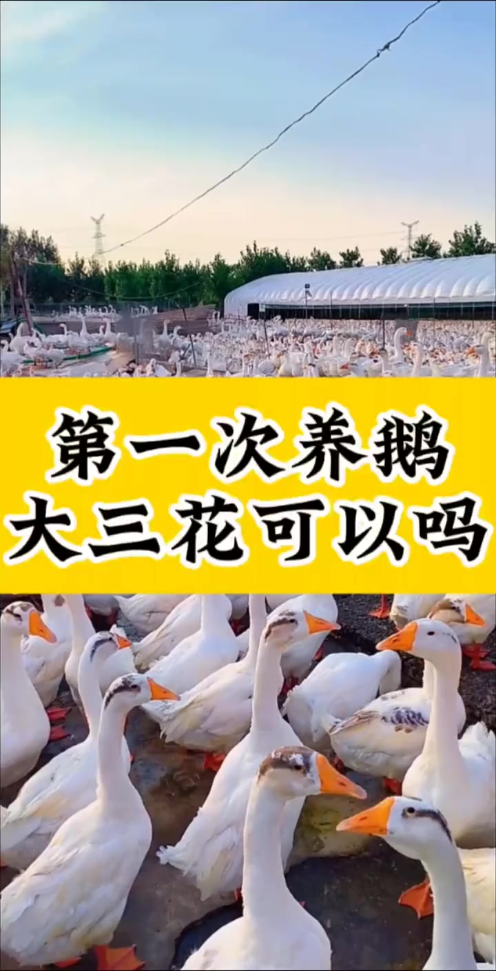 第一次养鹅,大三花可以吗