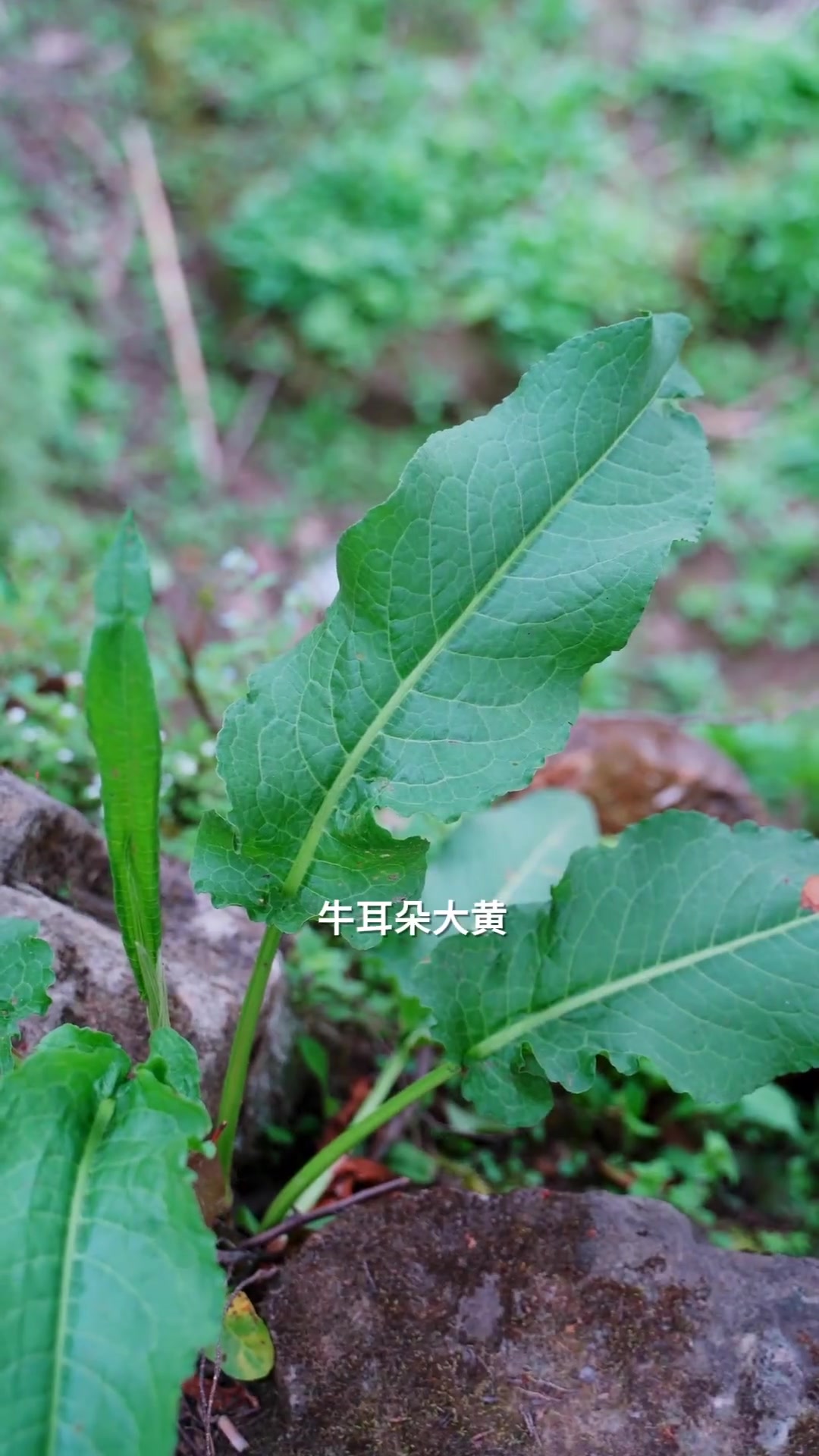 惬意的农村生活,有吃不完的野菜,城里拿钱也不一定买得到!