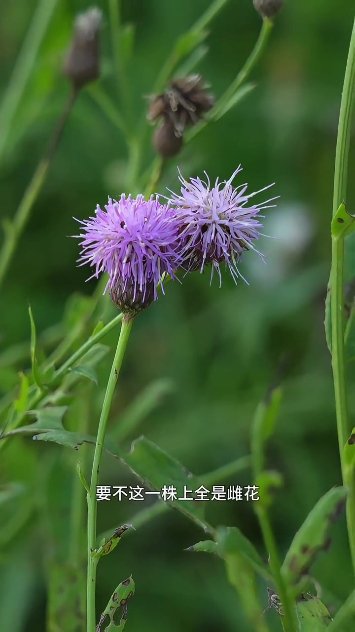 紫色的刺儿菜花