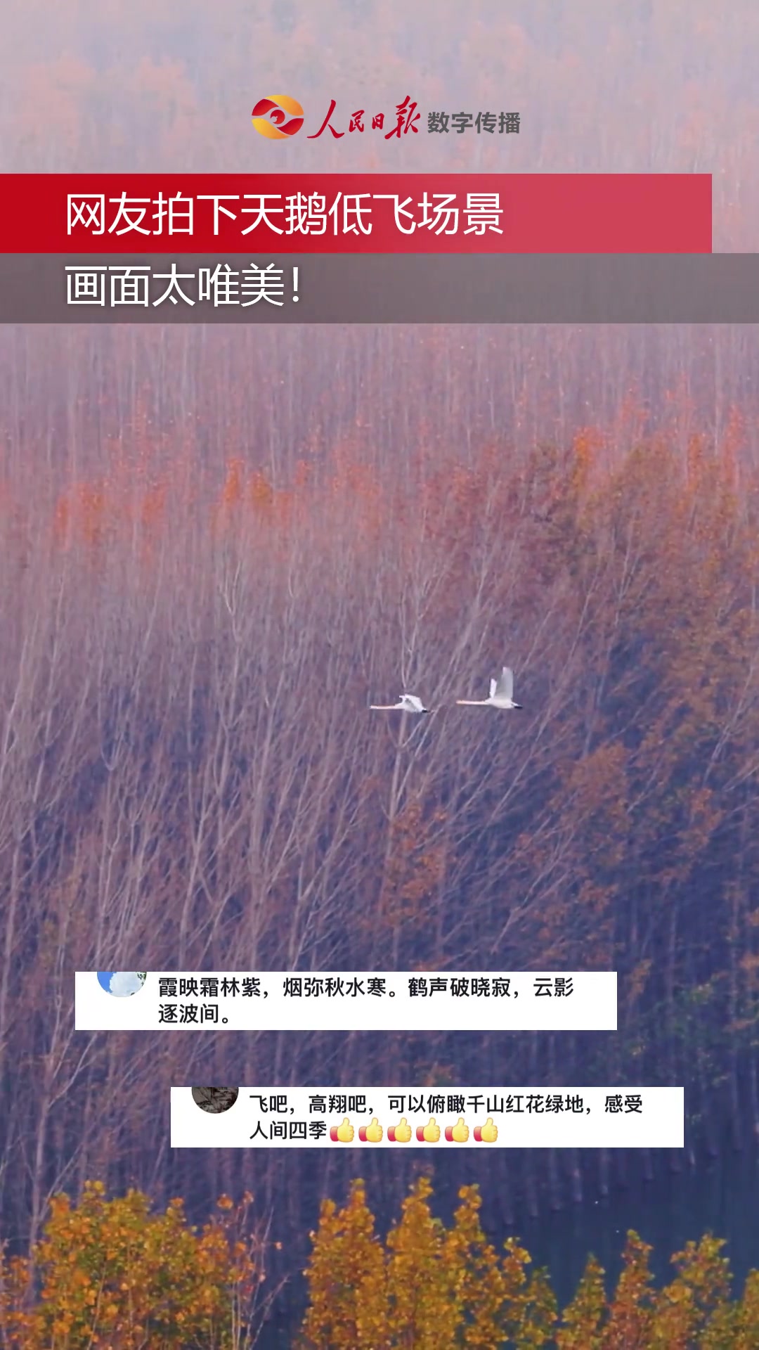 「画面太唯美!」网友拍下天鹅低飞场景,仿佛又看到了“落霞与孤鹜齐飞,秋水共长天一色”。美景