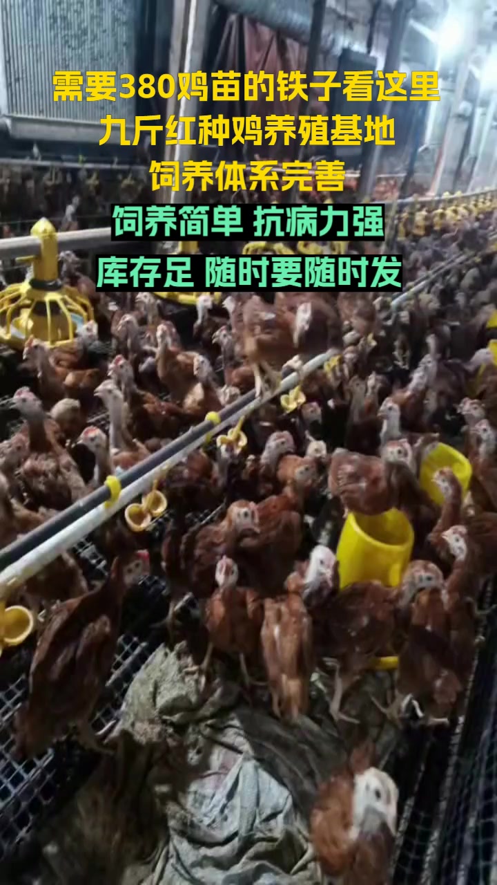 济宁市兖州区九斤红种鸡场,多年专注红玉鸡苗,经验丰富。大红公