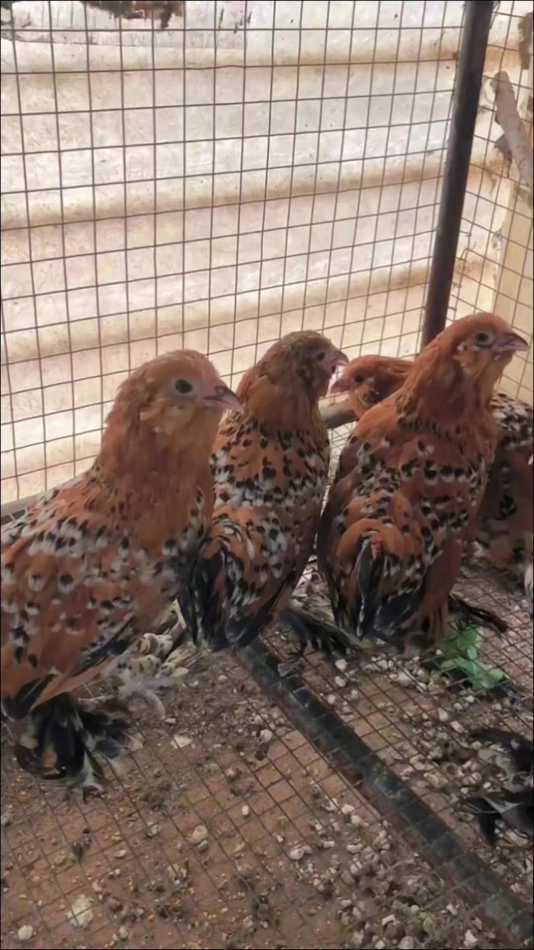 比利时胡子观赏鸡苗、受精种蛋