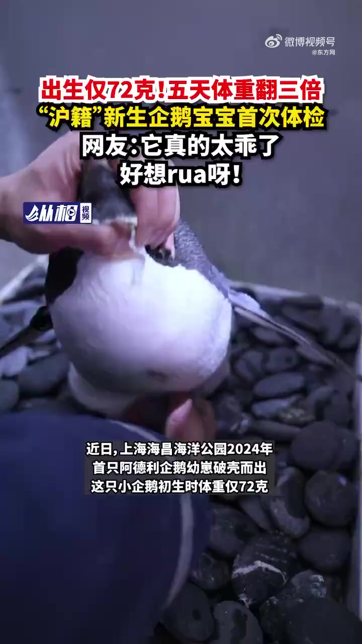「首次体检!沪二代企鹅宝宝5天体重翻3倍「鼓掌」」近日,上海海昌海洋公园2024年首只阿德