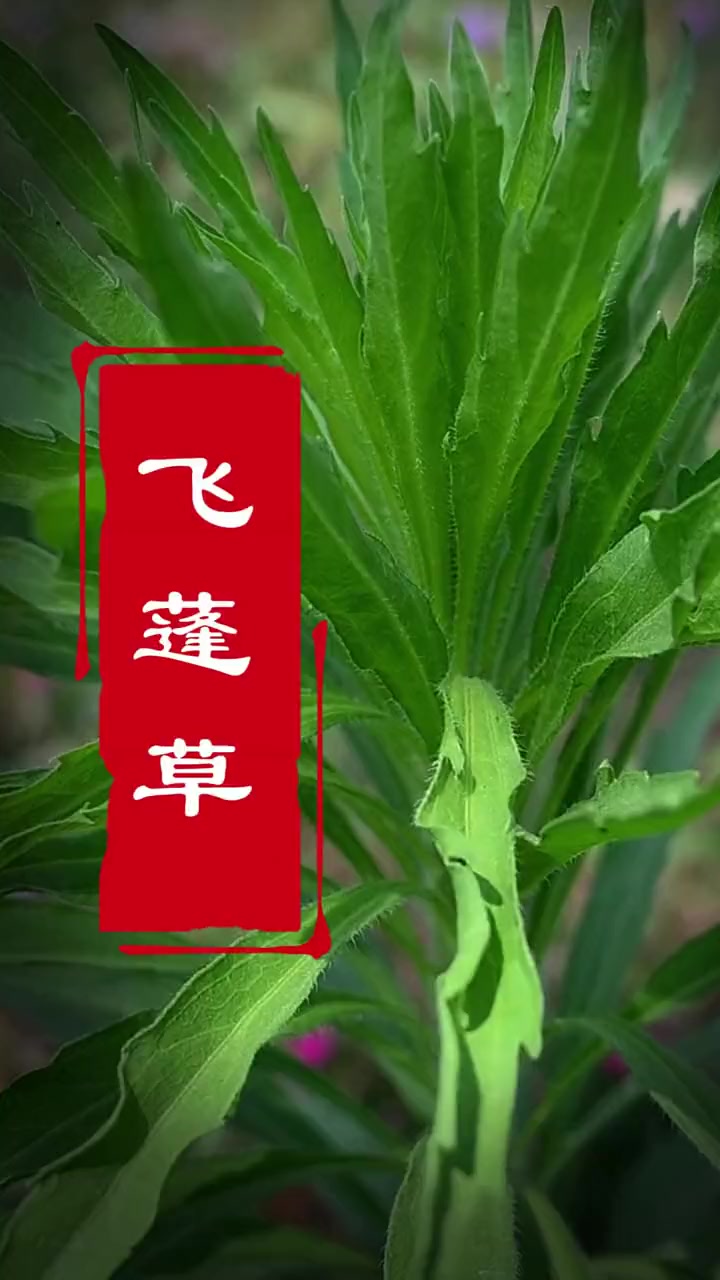 你的家乡有这种草吗,手拿棍子各种扫,我是全村最靓的仔!