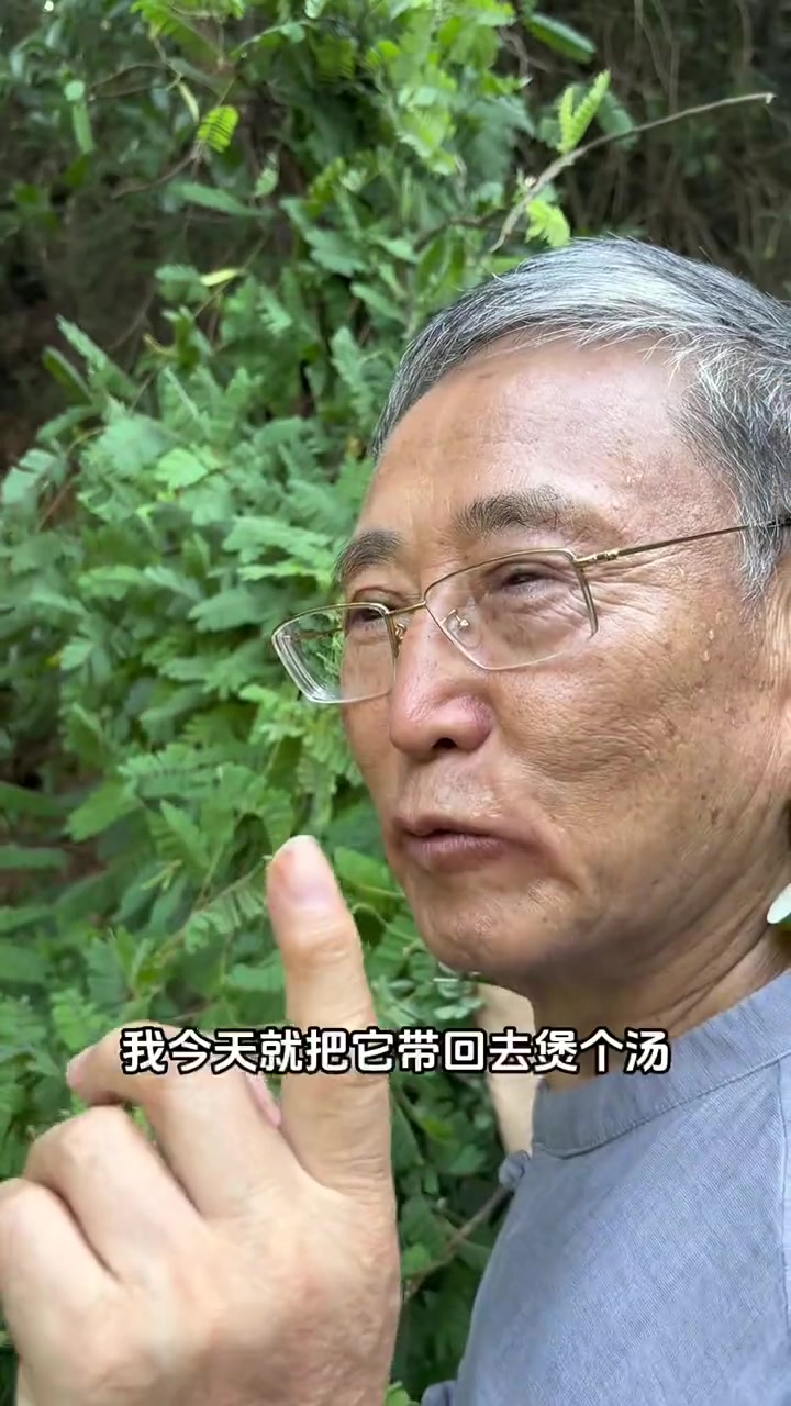 煲汤状元鸡骨草,千万别和相思藤弄混了,有一类人不适合哟