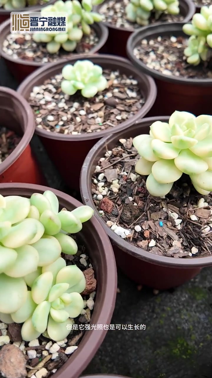「带你认识晋宁的花——探戈锦(多肉)」在多肉植物的缤纷世界里,有一种小型品种以其独特的韵味