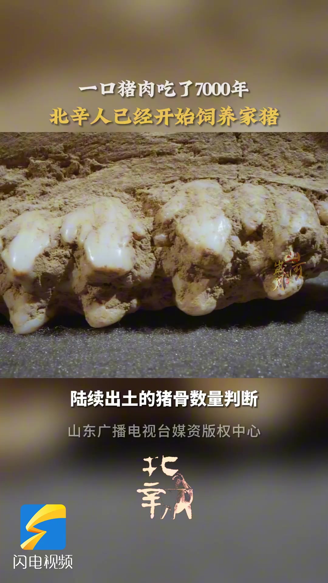 《北辛》:一口猪肉吃了7000年 北辛人已经开始饲养家猪
