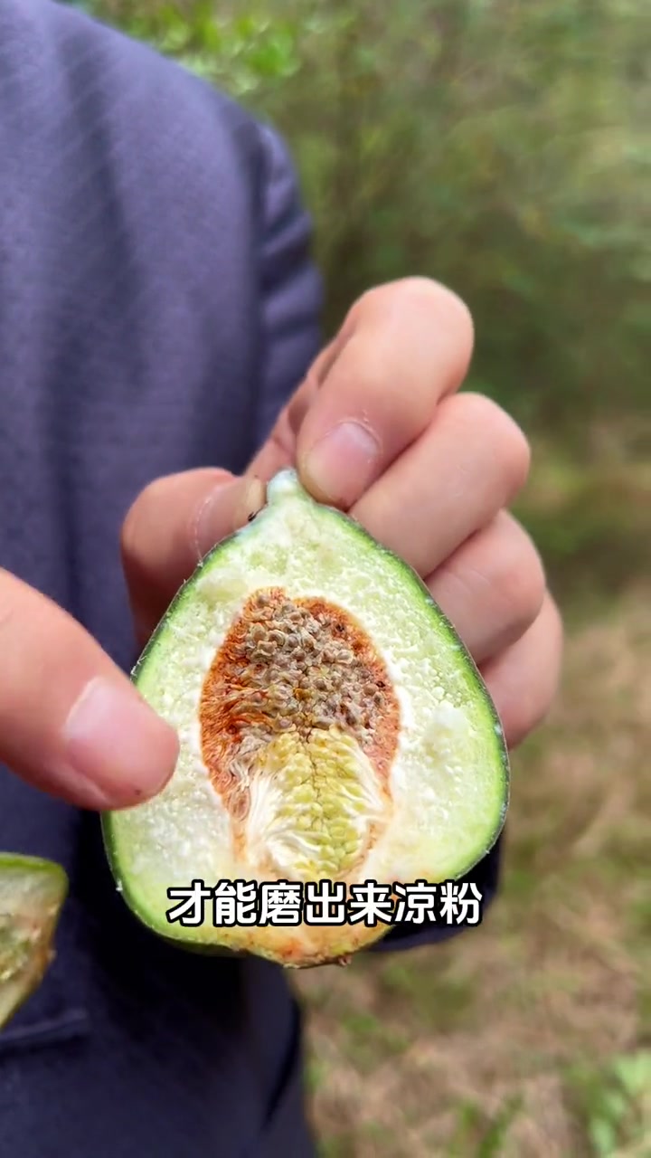 果实可以制成凉粉的植物:薜荔果,别名凉粉果,果实似秤砣