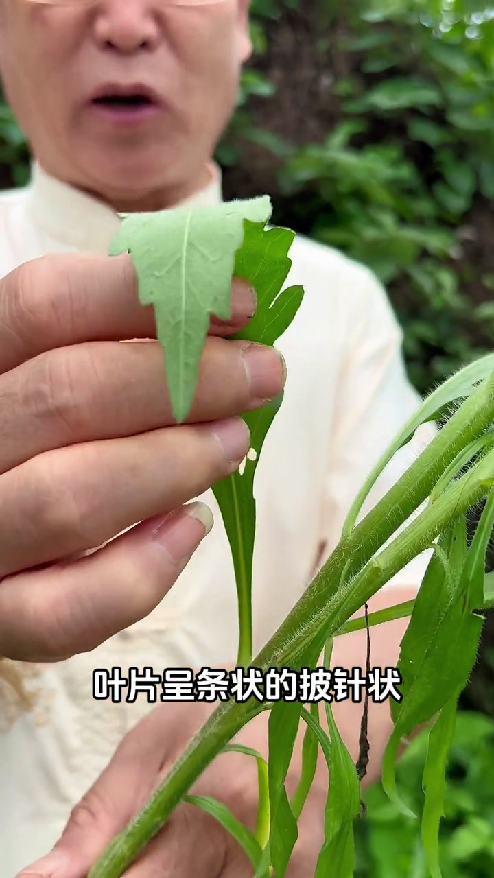 “蓬头垢面”的蓬原来是它:飞蓬草,长得像鸡毛掸子,你认识吗