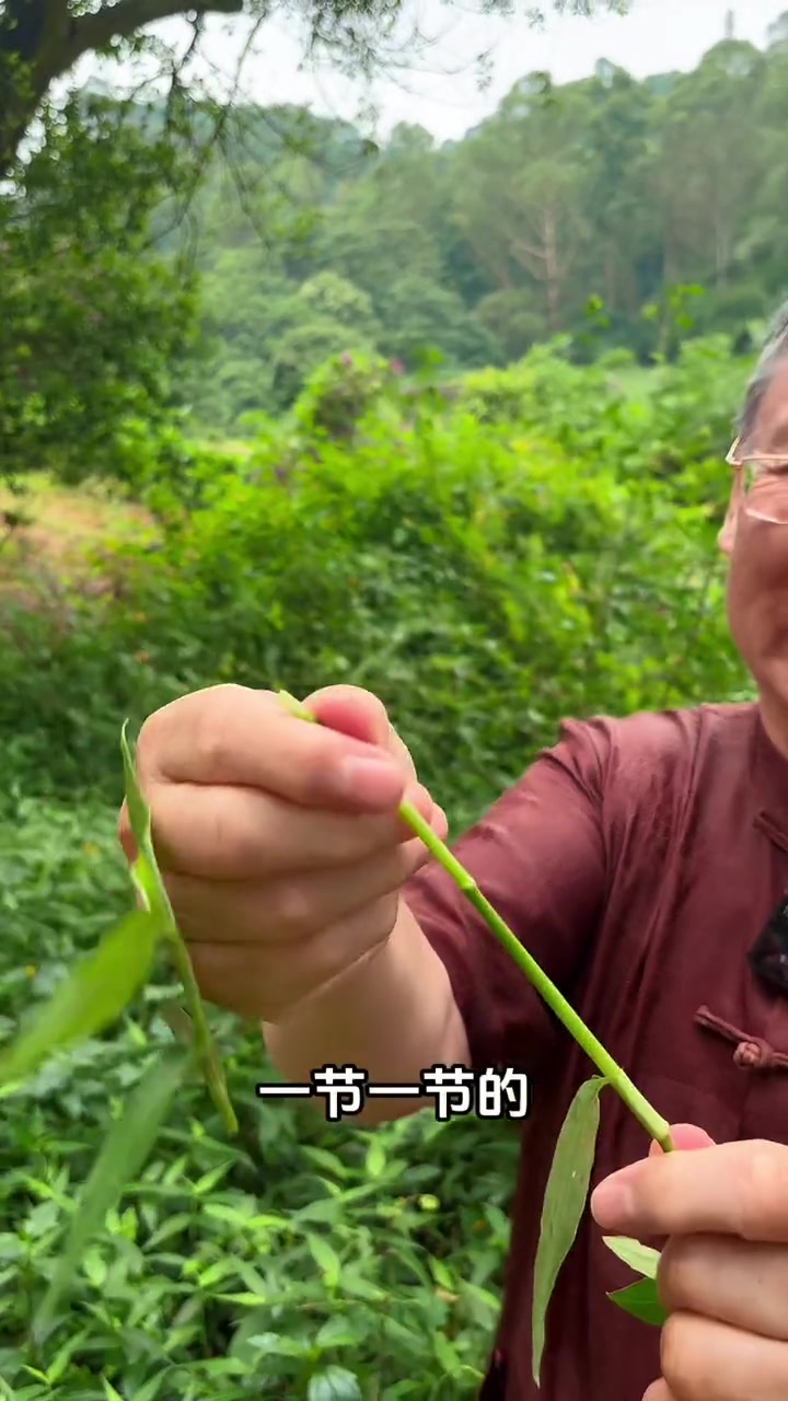 赛过铁皮石斛的鸭跖草你认识吗 很多人见过却很少人认识的植物