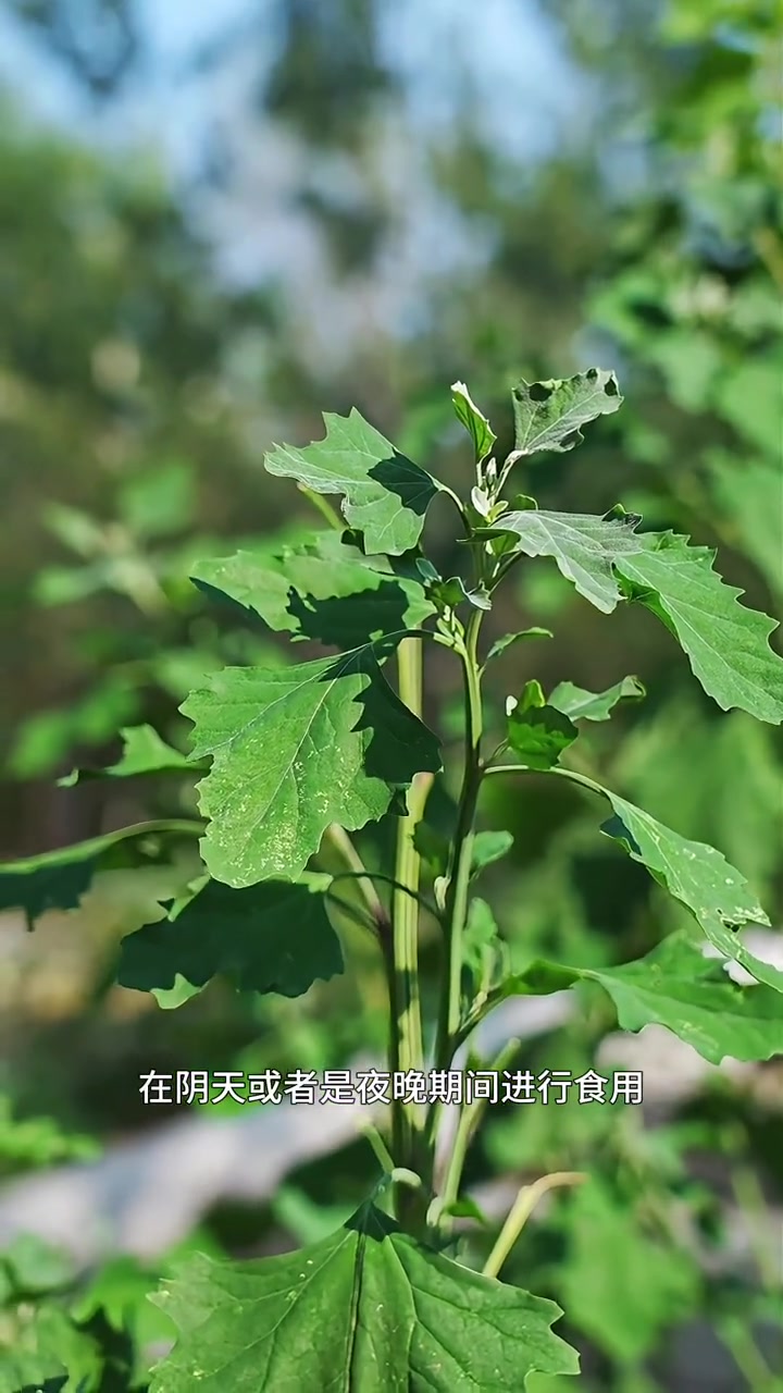 灰灰菜