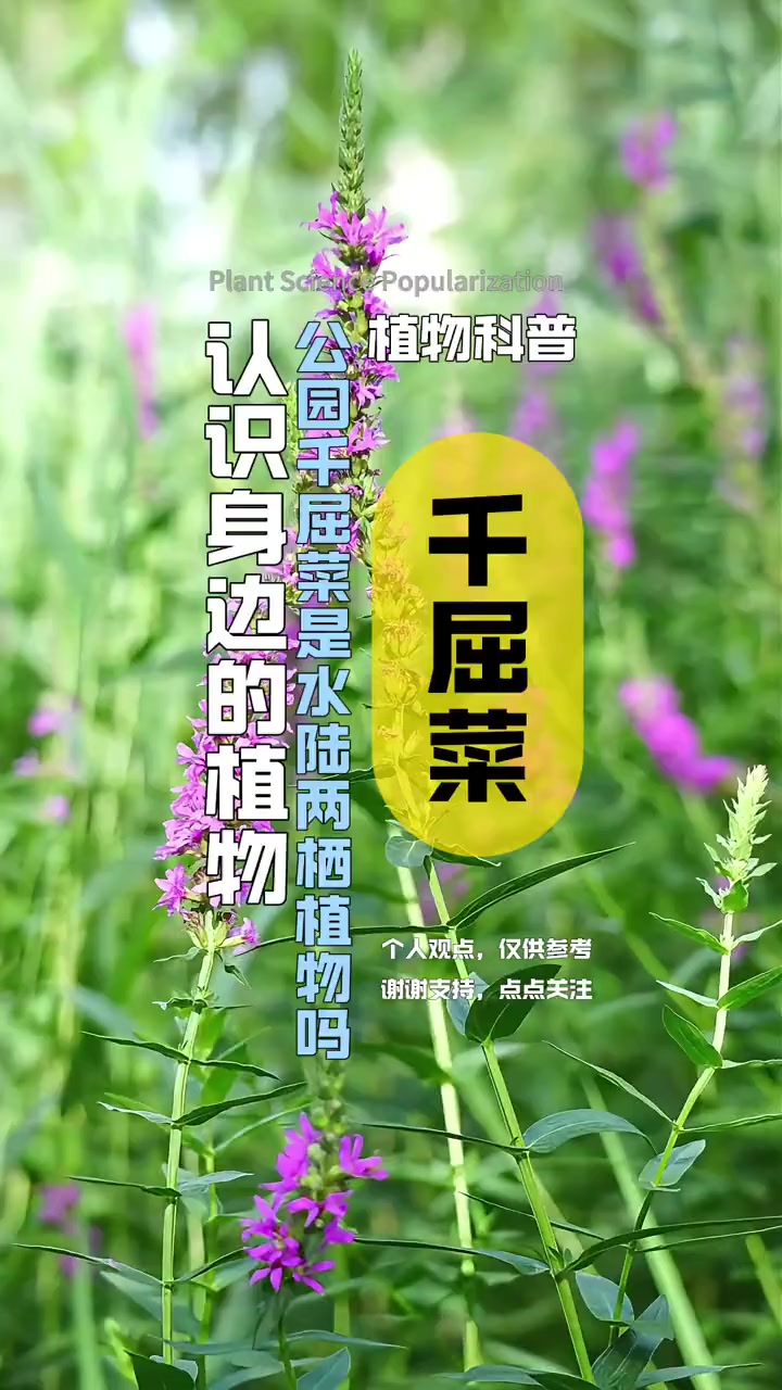 千屈菜
