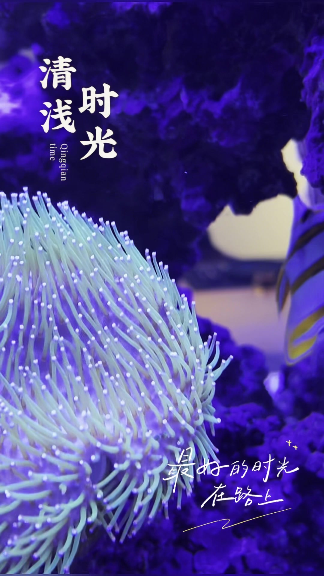 陆羽正焉初识海洋鱼类