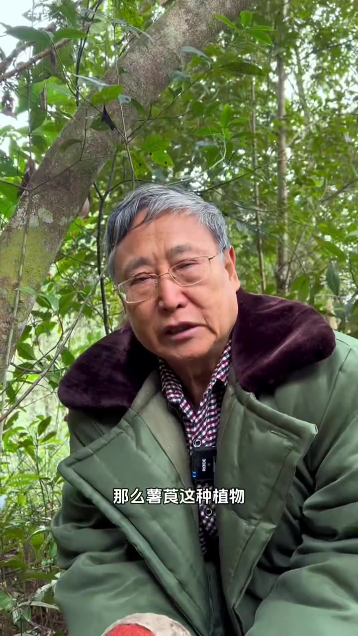 寻找大山里的宝藏:薯莨又叫鸡血莲,古人用它来做染色、充饥