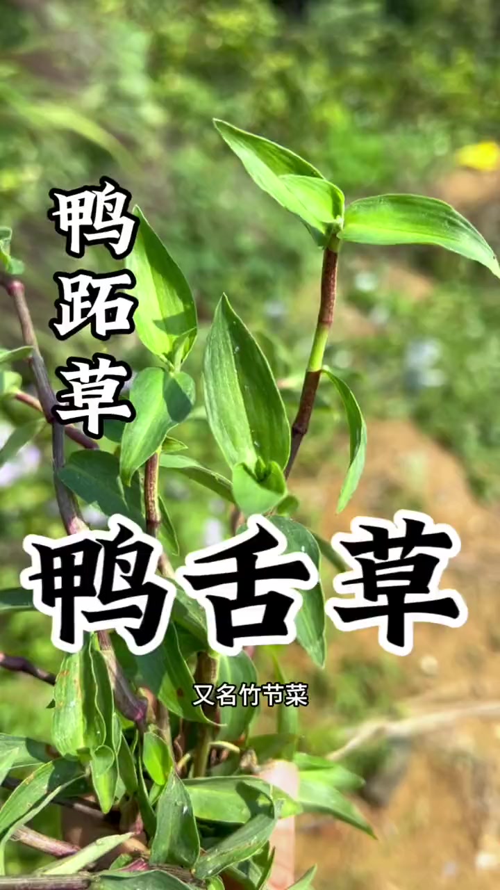 一直被认为是猪草的翠蝴蝶,没想到这么美,还有人叫它鸭跖草