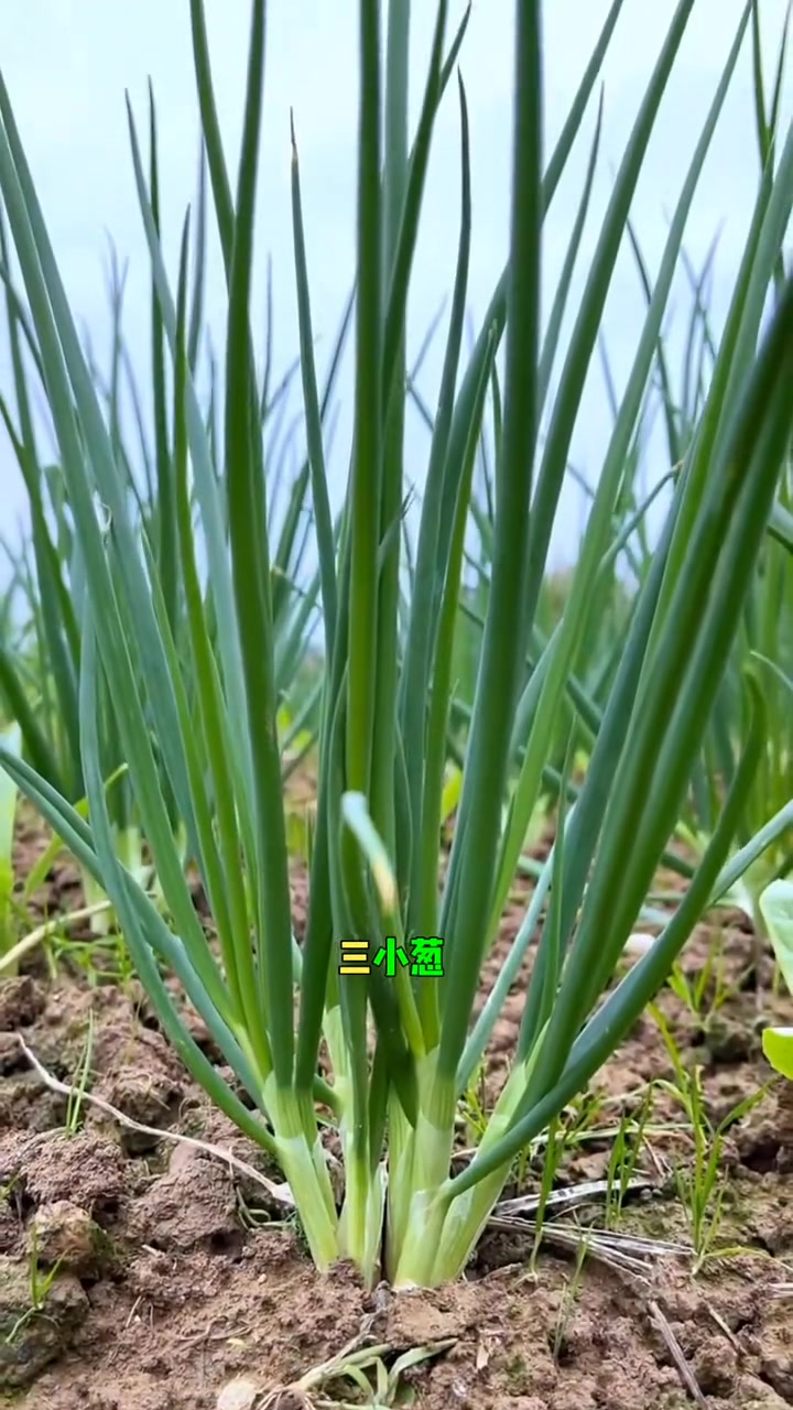 12月份还能种植的蔬菜