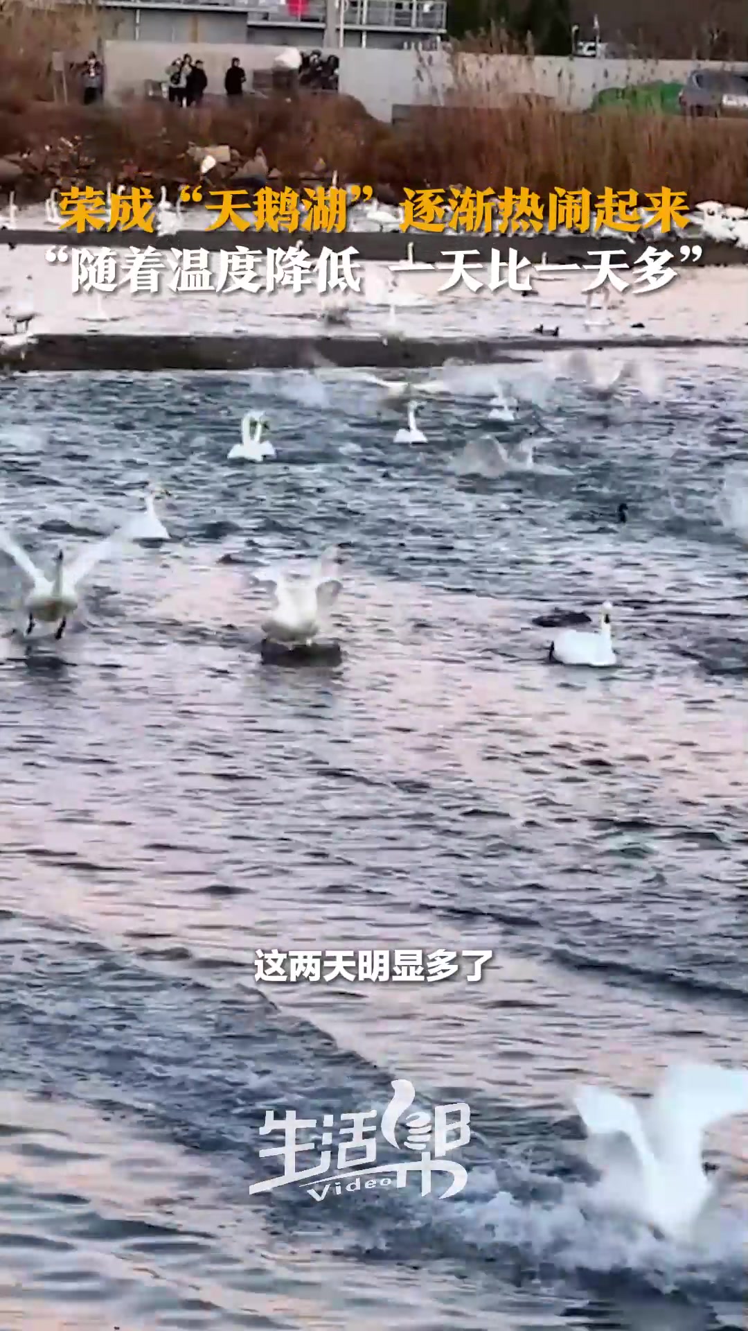 荣成“天鹅湖”逐渐热闹起来 “随着温度降低 一天比一天多”