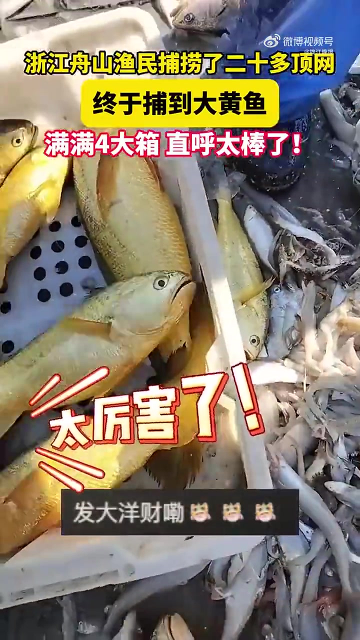 「舟山的海里有黄金」冬天气温骤降,为浙江舟山带来了一年中最美味的海鱼。要问捕到什么鱼最开心