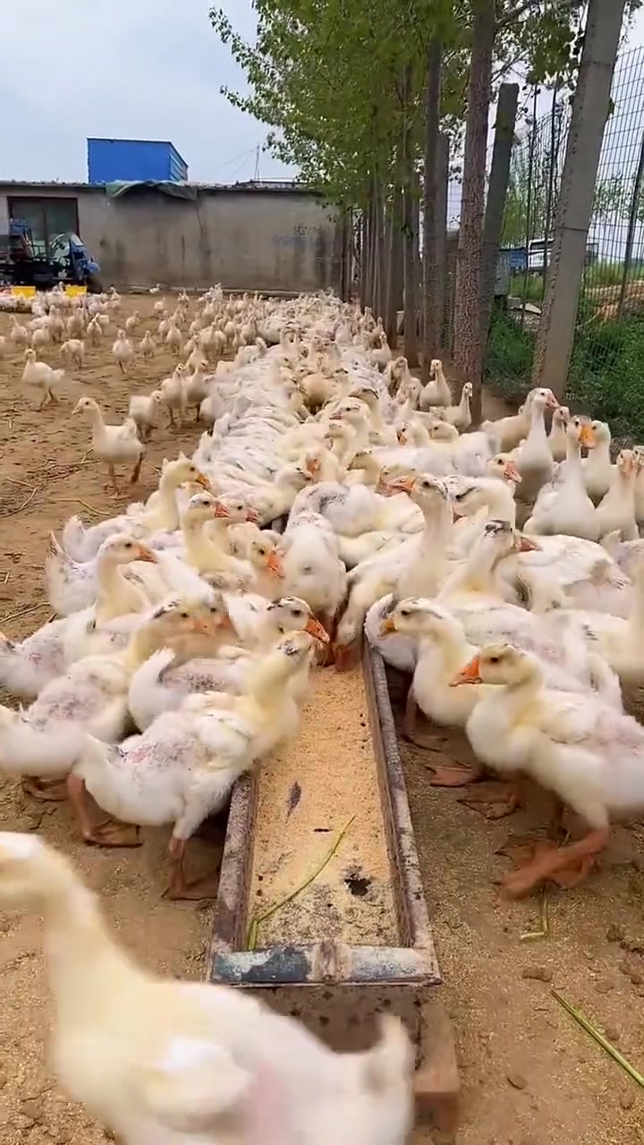 最好养的五种鹅,你知道是啥品种