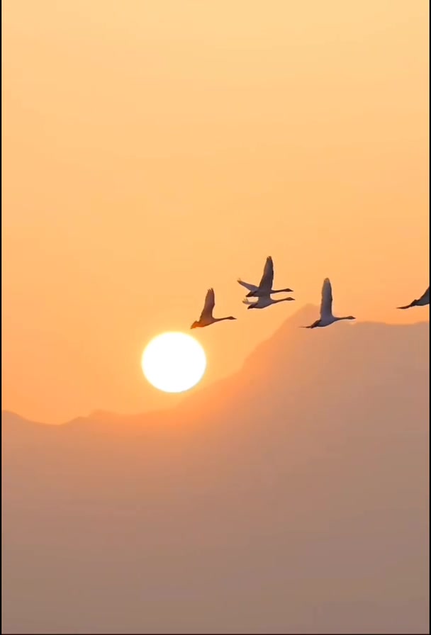 天空里飞翔的天鹅