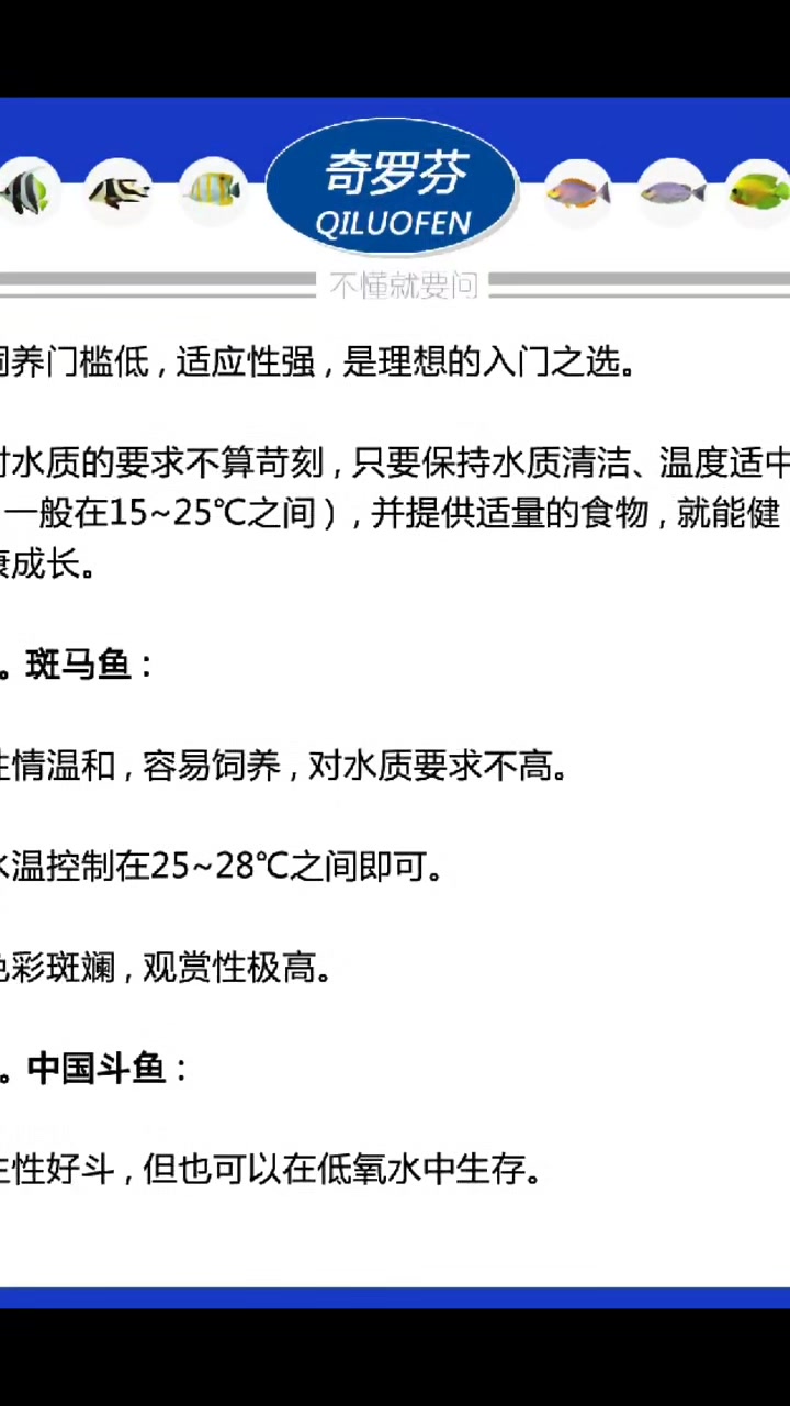 新手养什么鱼好看又好养