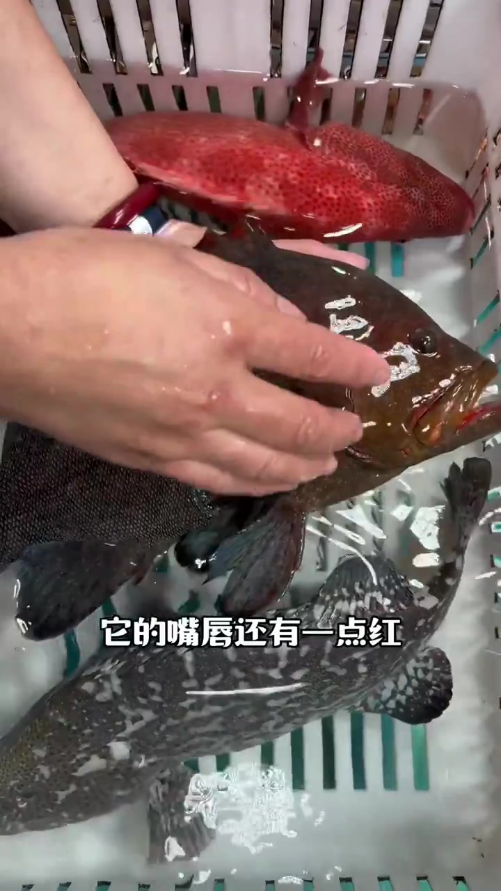 红瓜子斑、黑瓜子斑、蓝瓜子斑