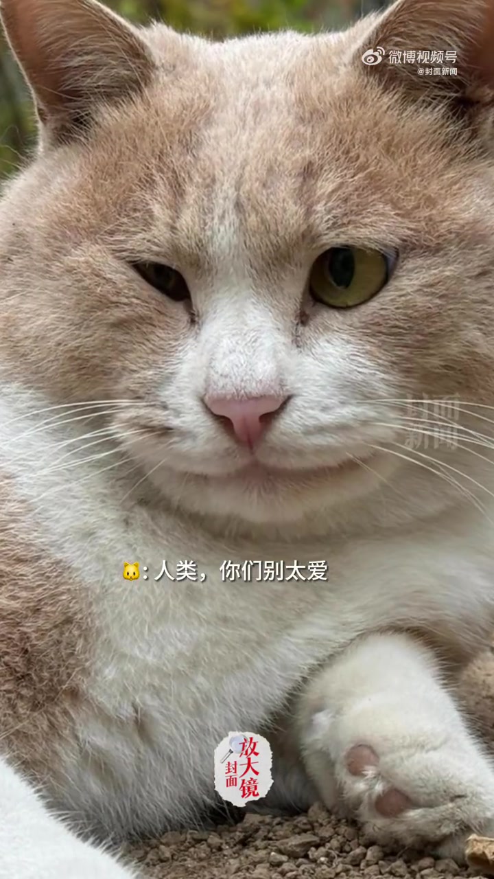近日,北京大学的小猫“奶油鸡”打哈欠时嘴巴像是Type-C而一跃成为学校新“顶流”。因为口