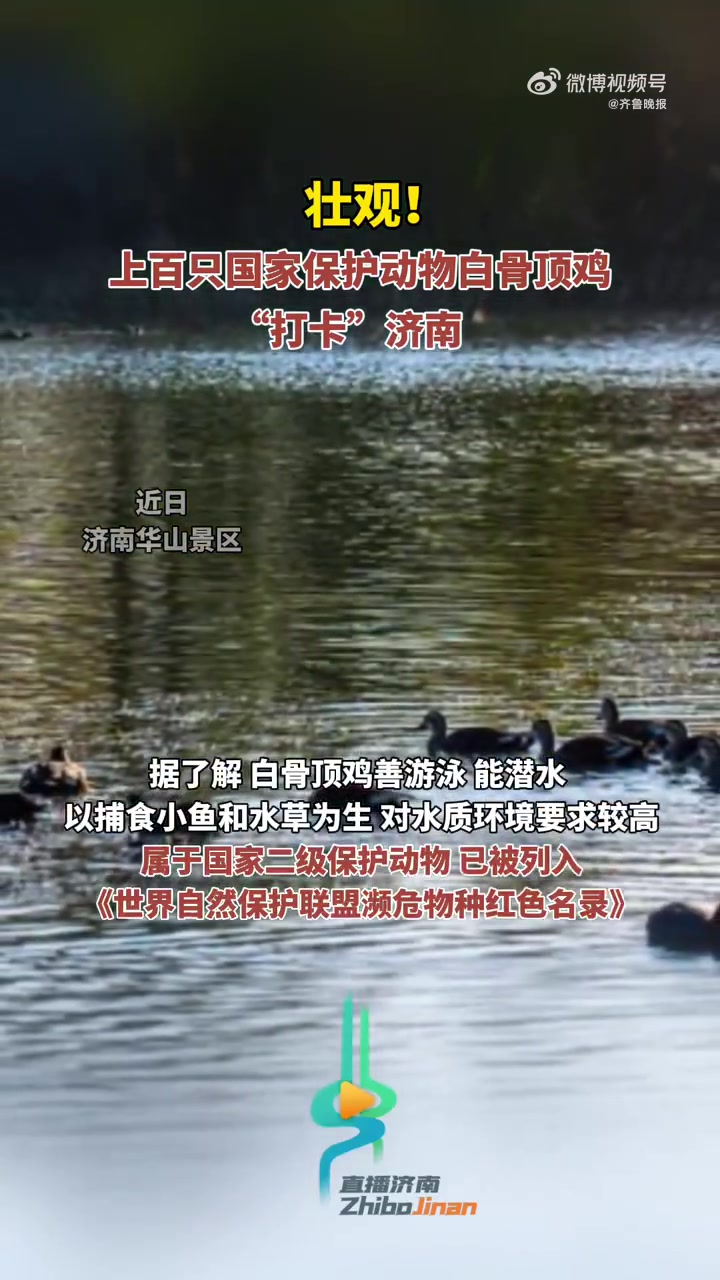 近日,上百只国家二级保护动物白骨顶鸡如约来到济南华山景区栖息,颇为壮观,勾勒出一幅和谐的泉