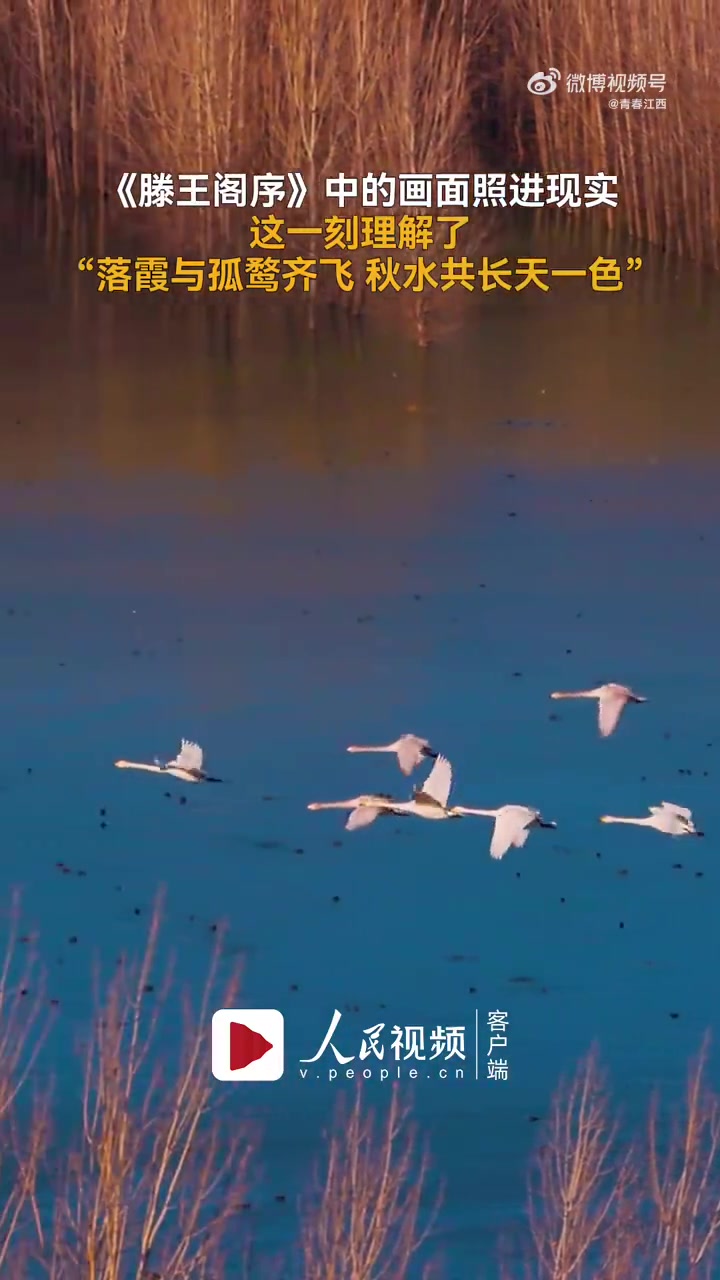 「绝美!古诗词中的落霞与孤鹜齐飞照进现实」近日,河南三门峡,网友拍摄下落日时分天鹅成群结队