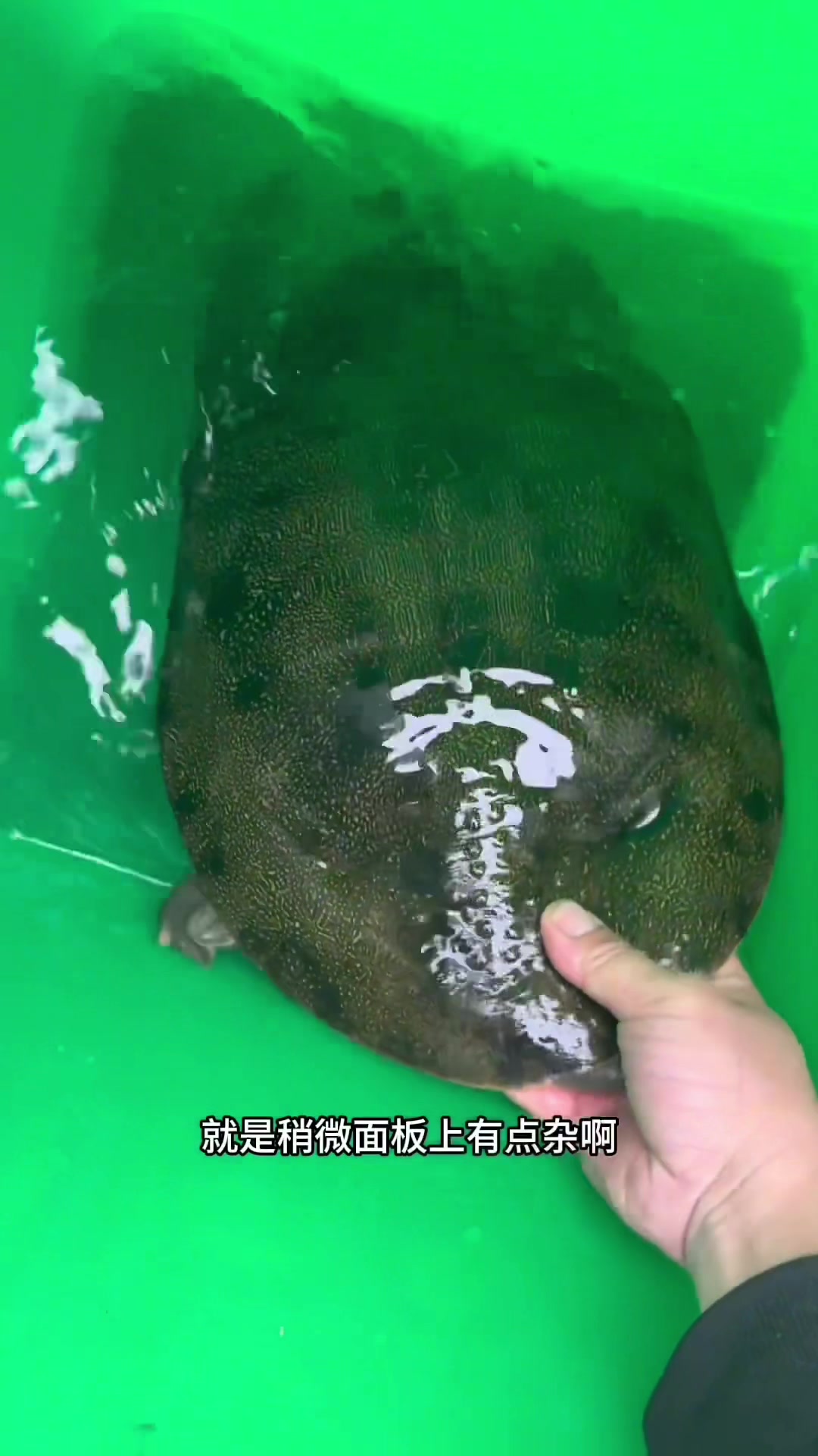 淘了2只大甲鱼,能值多少?