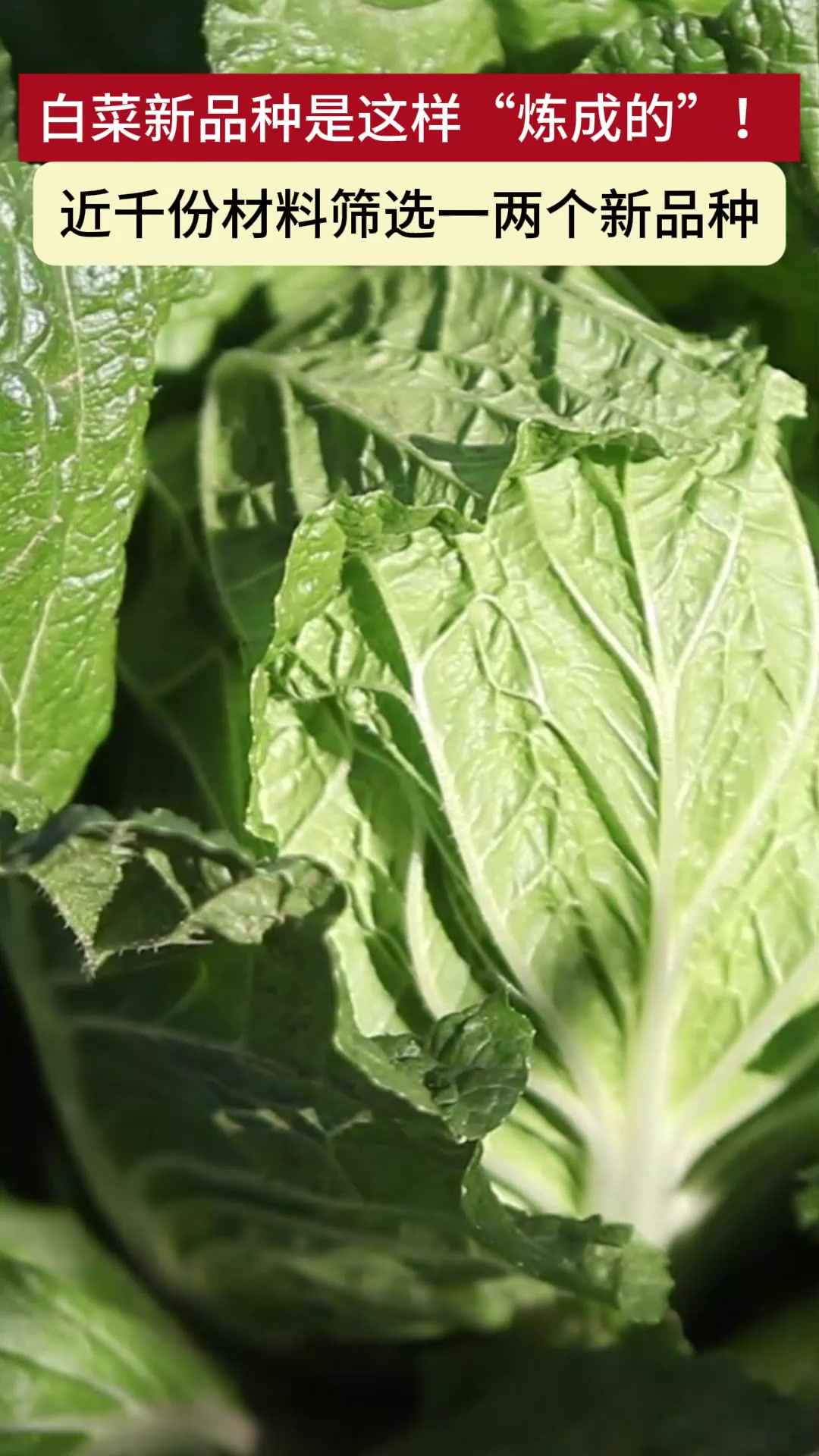 白菜新品种是这样“炼成的”!近千份材料筛选一两个新品种